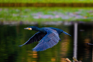 The great cormorant, Phalacrocorax carbo, known as the great black cormorant