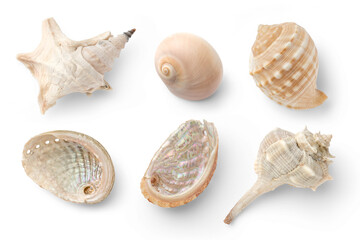 set / collection of small sea shells, a conch, and sea snails over a transparent background,...