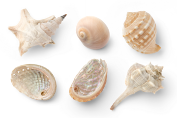 set / collection of small sea shells, a conch, and sea snails over a transparent background, isolated ocean, summer and vacation design elements, top view / flat lay