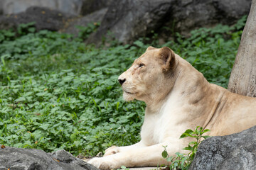Close up Lioness relaxing on the ground