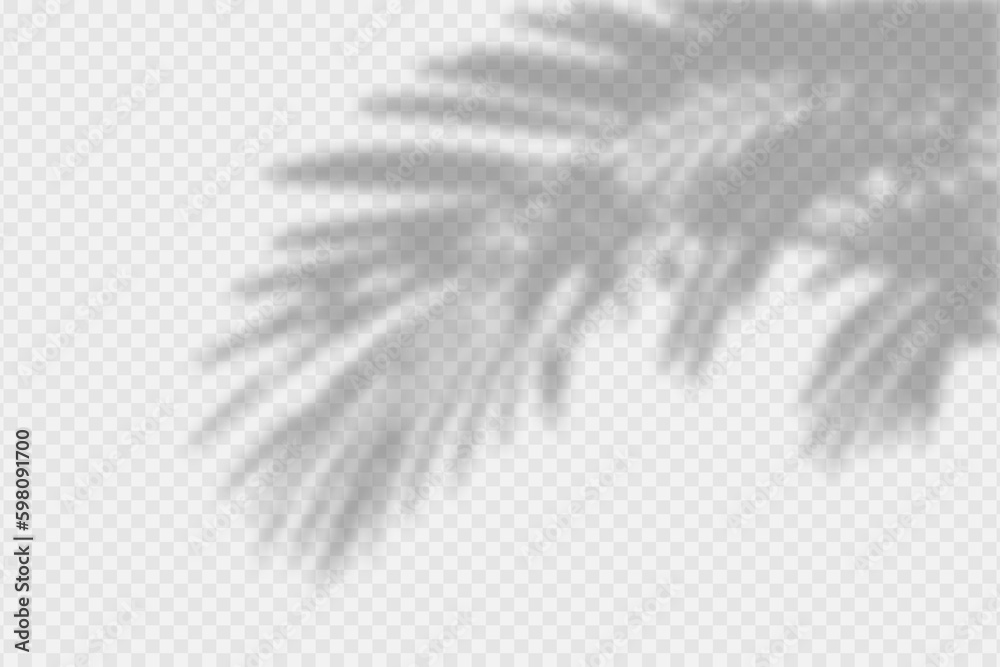 Poster shadow overlay of palm tree branch. transparent overlay shadow effect from tropical palm leaves. rea