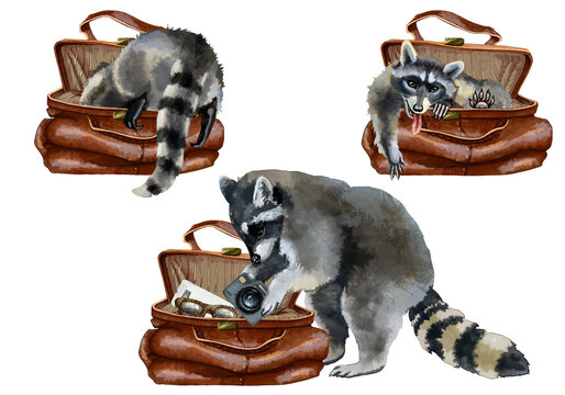 Set of illustrations of funny raccoons. For printing postcards, dishes, clothes, invitations, website design. From the collection JOURNEY OF THE RACCOON. Drawing of a brown leather bag. Humor.