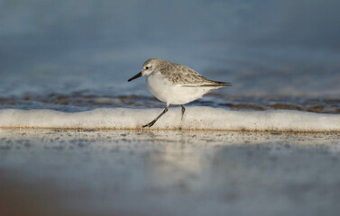 Sanderling, Calidris alba, on the beach in the winter in the uk