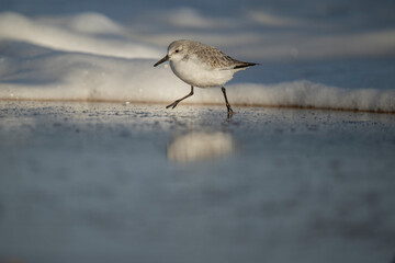 Sanderling, Calidris alba, on the beach in the winter in the uk