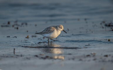 Sanderling, Calidris alba, on the beach in the winter in the uk