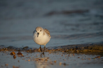 Sanderling, Calidris alba, on the beach in the winter in the uk