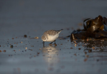 Sanderling, Calidris alba, on the beach in the winter in the uk