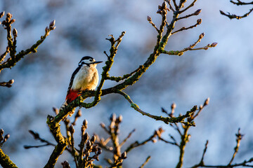 Great Spotted Woodpecker (Dendrocopos major) on branch