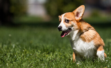Naklejka na ściany i meble funny corgi dog on spring grass