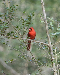 Male Cardinal bird perched