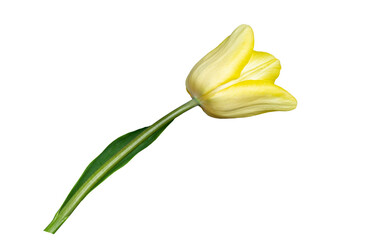 one yellow tulip on a white background