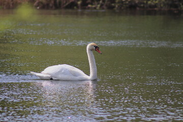 The sky swan is swimming in the river