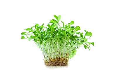 Microgreen lettuce isolate on white background. Selective focus.