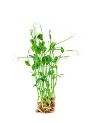 Pea microgreens isolate on white background. Selective focus.