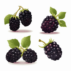 A pack of elegant Black Berry vector graphics