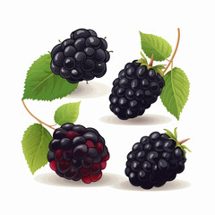Clean and crisp Black Berry vector illustrations