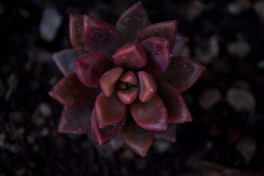 Close-up of a lovely succulent plant Graptosedum Bronze.