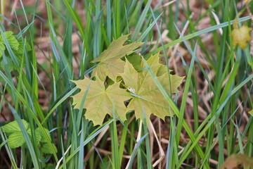 Young leaves of a maple growing in spring in a forest in Poland