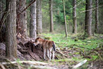 young horse in the forest all alone
