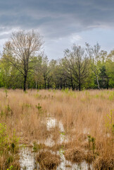 reflection of the sly in the maashorst