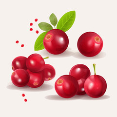 Vibrant Cranberry vector illustrations