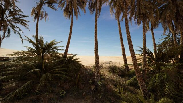 Palm trees in Al Ain oasis