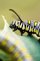 caterpillar on a leaf