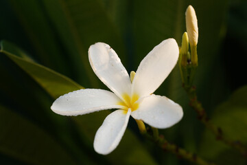 white frangipani flower
