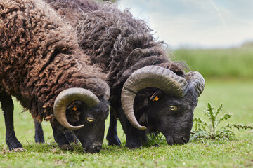 Two male brown ouessant sheep graze on meadow