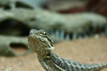 Bearded Dragon on a sandy background 