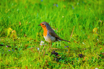 Close-up of robin bird perching on net