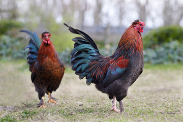 Two red roosters free in garden