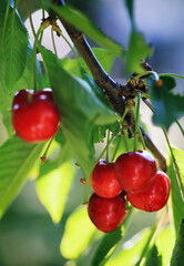 Bunch of cherry hang on tree