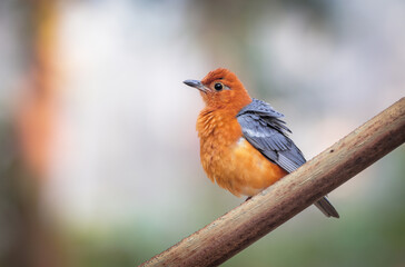 orange-headed thrush is a bird in the thrush family. It is common in well-wooded areas of the Indian Subcontinent and Southeast Asia. 