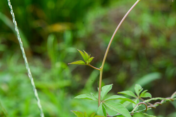 Close up of plants, flowers, leaves. Flat lay photography