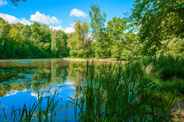 Fototapeta na wymiar An overgrown pond in a city park in summer. Urban nature.