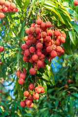 Fresh lychee fruit on the lychee tree in the garden.