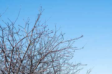 cherry tree branches against the sky, copy space