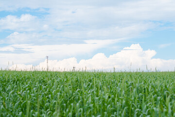Green fields of wheat on the horizon of the sky, against the background of air clouds