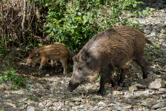 Jabal&iacute;es con rayones rondando por Collserola a pleno d&iacute;a.