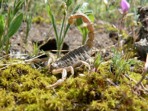 Escorpi&oacute;n europeo en posici&oacute;n de defensa o ataque.