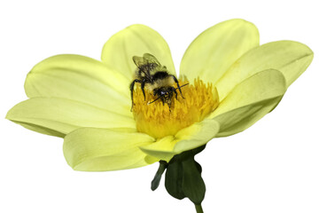 Honey bee and yellow flower head isolated on a white background
