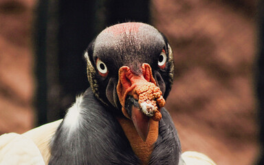 portrait of a vulture