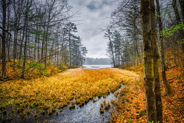 Fototapeta premium The storm came out of nowhere this Aril Spring Day and dropped sleet and snow on us as we hiked Chenango Valley State Park in Upstate NY. Grass is a Golden Hue in Overcast Light.