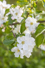 White flowering apple trees in the rays of the sun. Spring season, spring colors