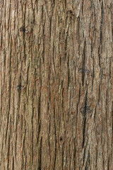 Fototapeta premium old wood tree bark texture with green moss