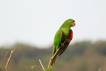 White-eyed parakeets (Psittacara leucophthalmus), know as periquitão-maracanã in Portuguese, landed on the dry branches of a tree.