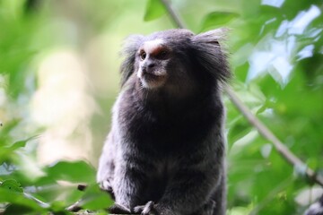 Close-up of a black-tufted marmoset (Callithrix penicillata), known as Mico-estrela in Portuguese, on top of a tree.