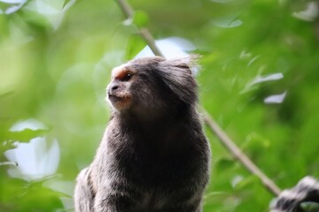 Close-up of a black-tufted marmoset (Callithrix penicillata), known as Mico-estrela in Portuguese, on top of a tree.