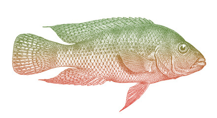 Cichlid amphilophus istlanus, tropical freshwater fish from Central America